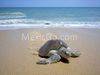 Beach in Mexico